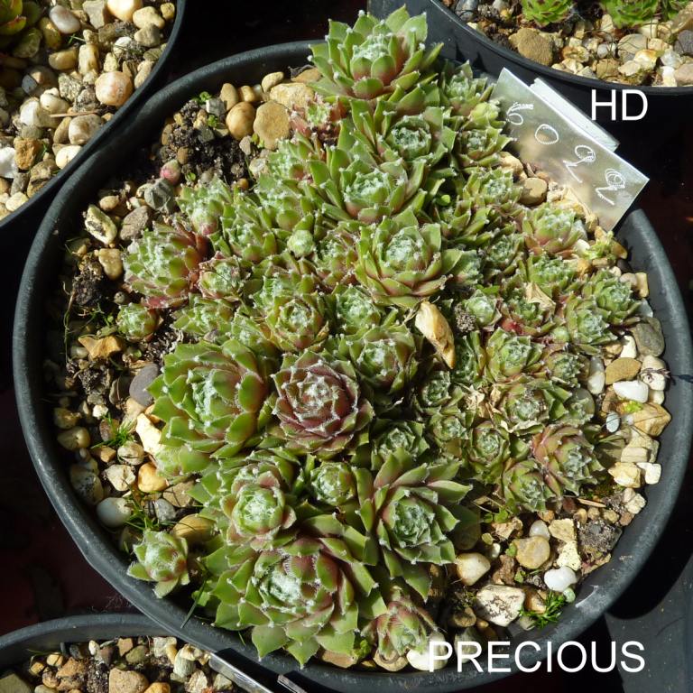 Precious