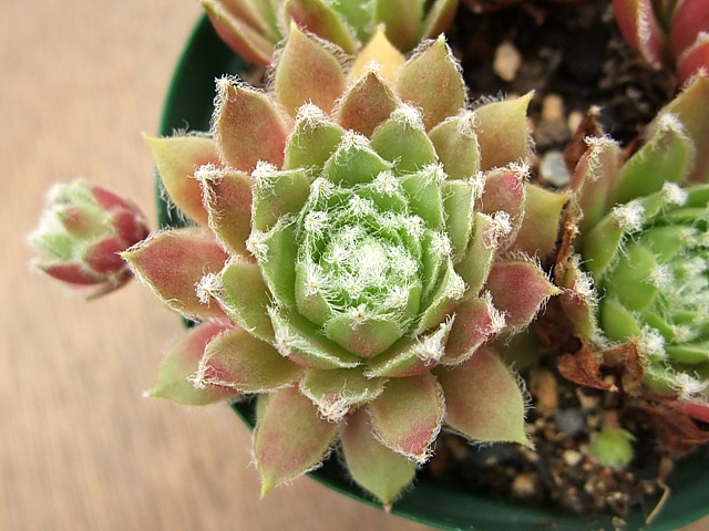 Precious