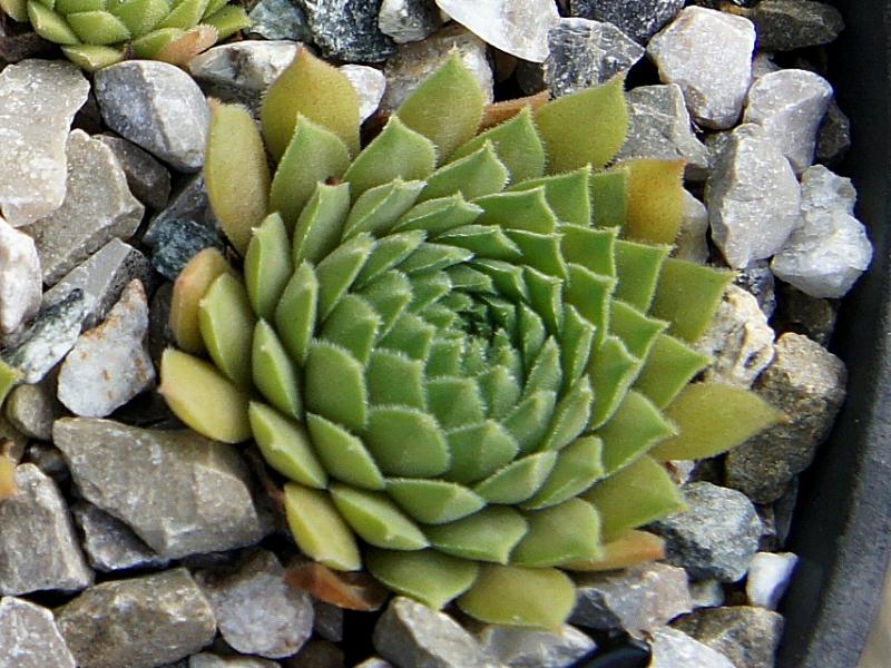 Zimtstern