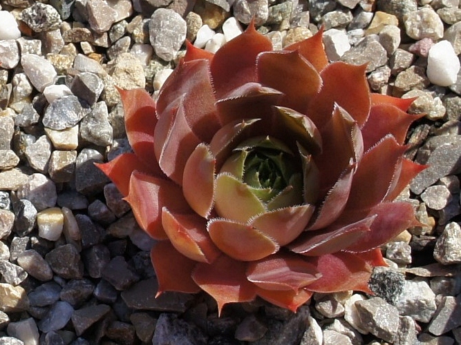 Robberdina