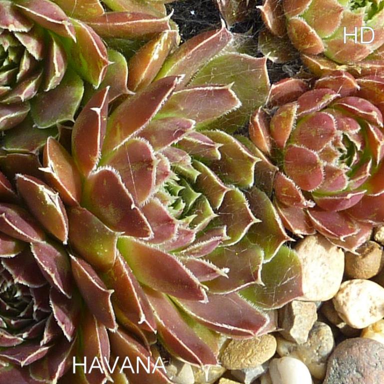 Havana / Jovi