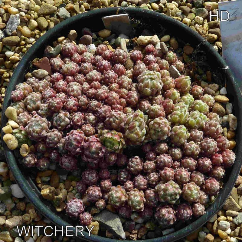 Witchery