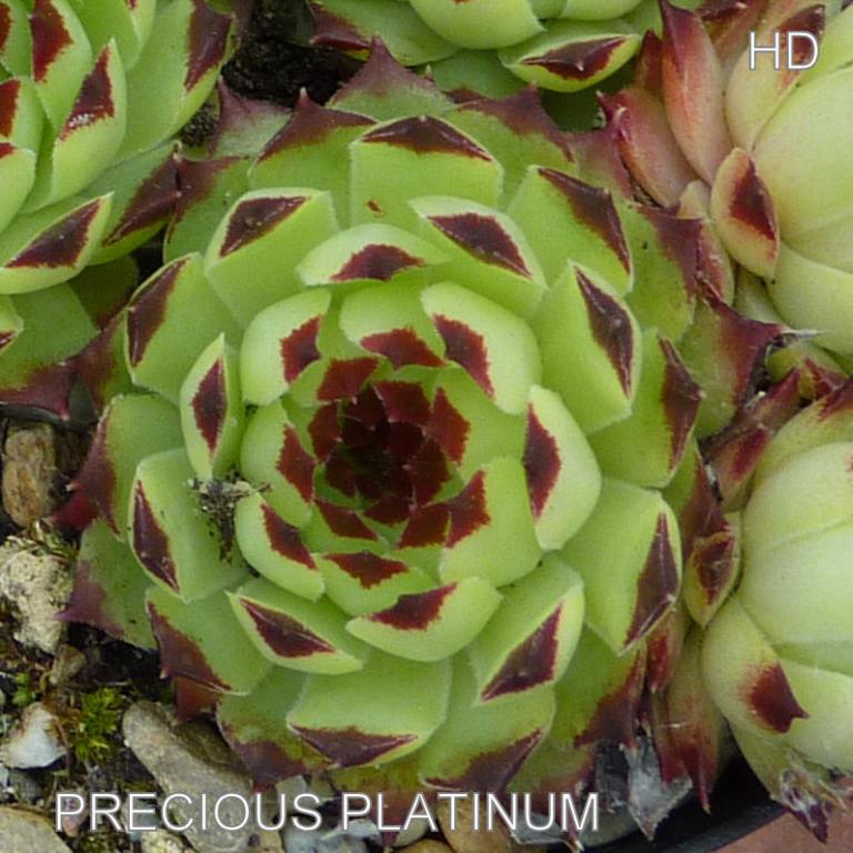 Precious Platinum