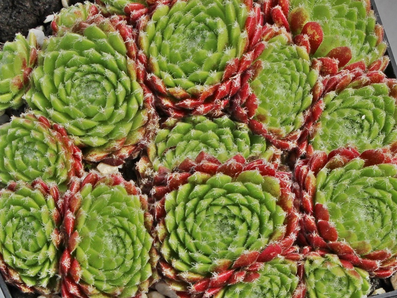 Ponderosa
