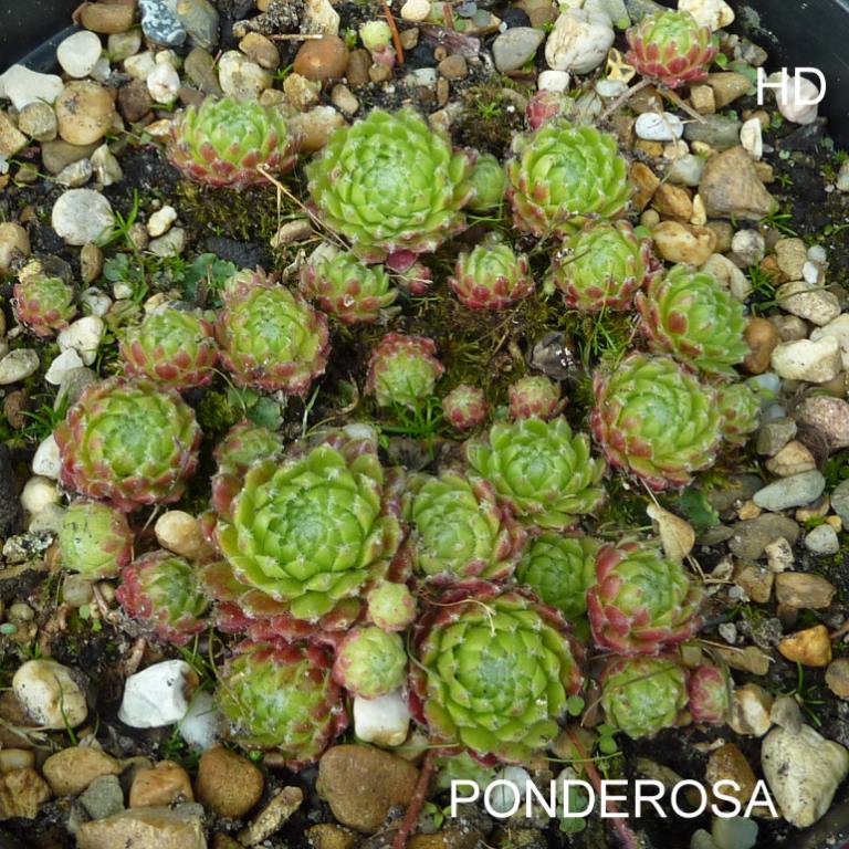 Ponderosa