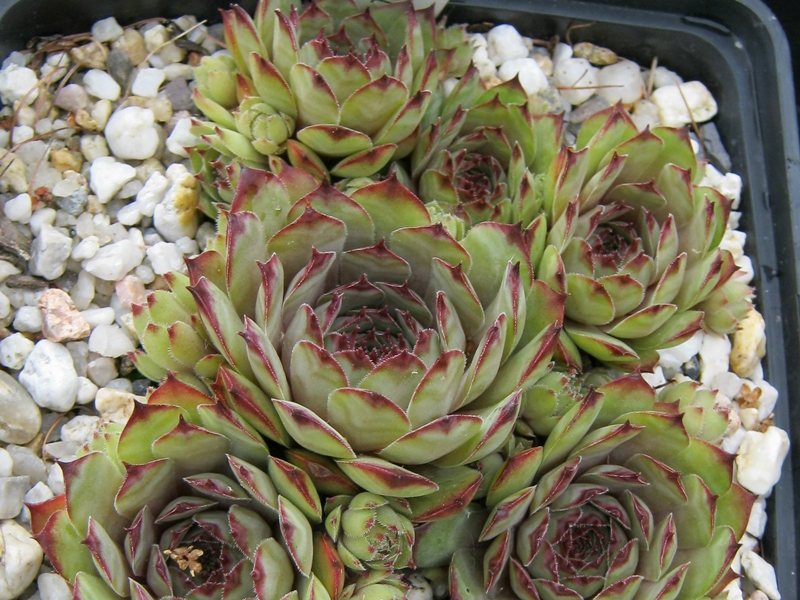 Vermala