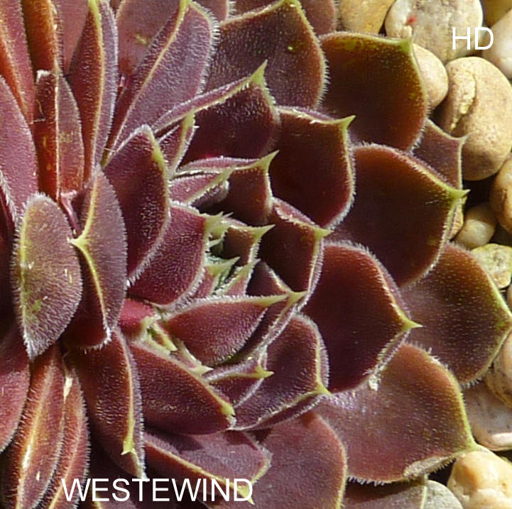 Westewind / Jovi