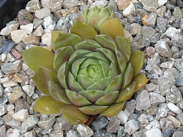 Weissenstein