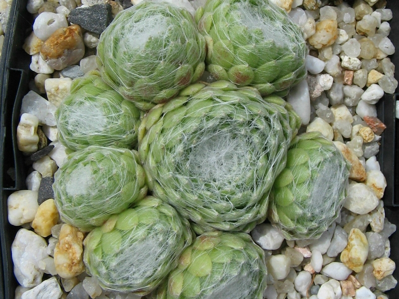 Weisses Nest