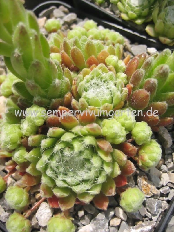 Zilver Perle