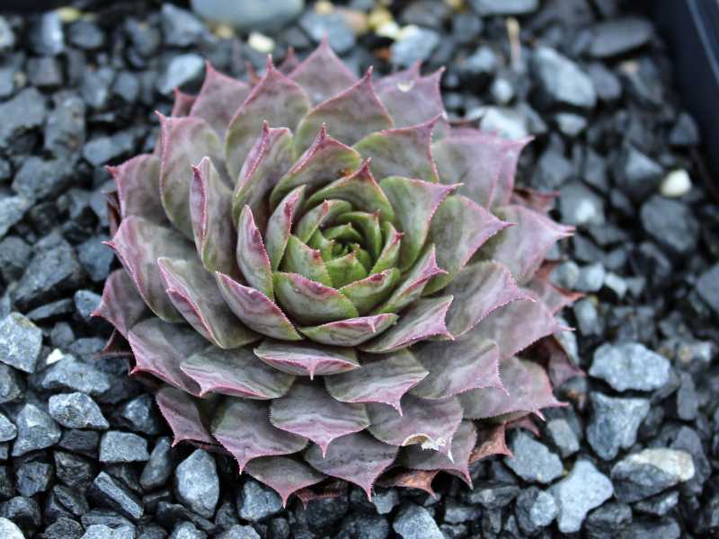 Purple Beauty