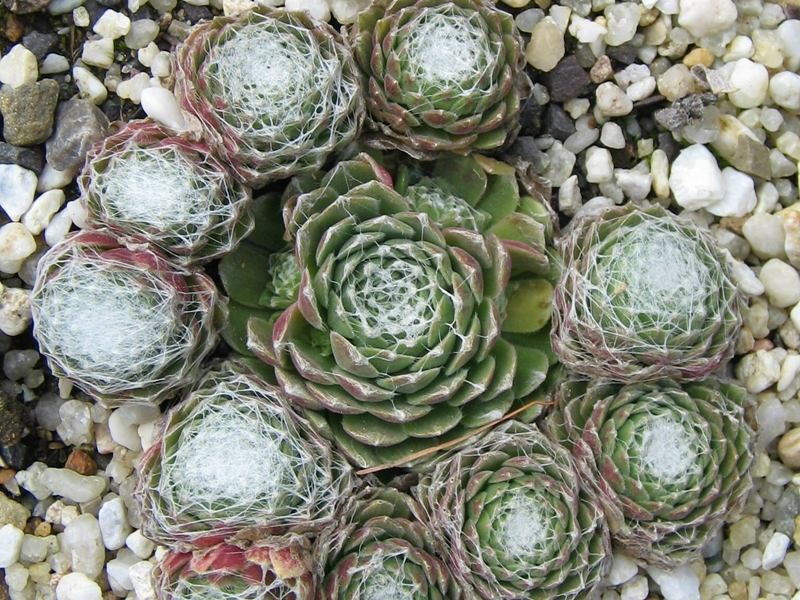 Weisses Nest