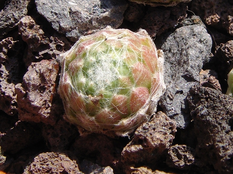 Weisses Nest