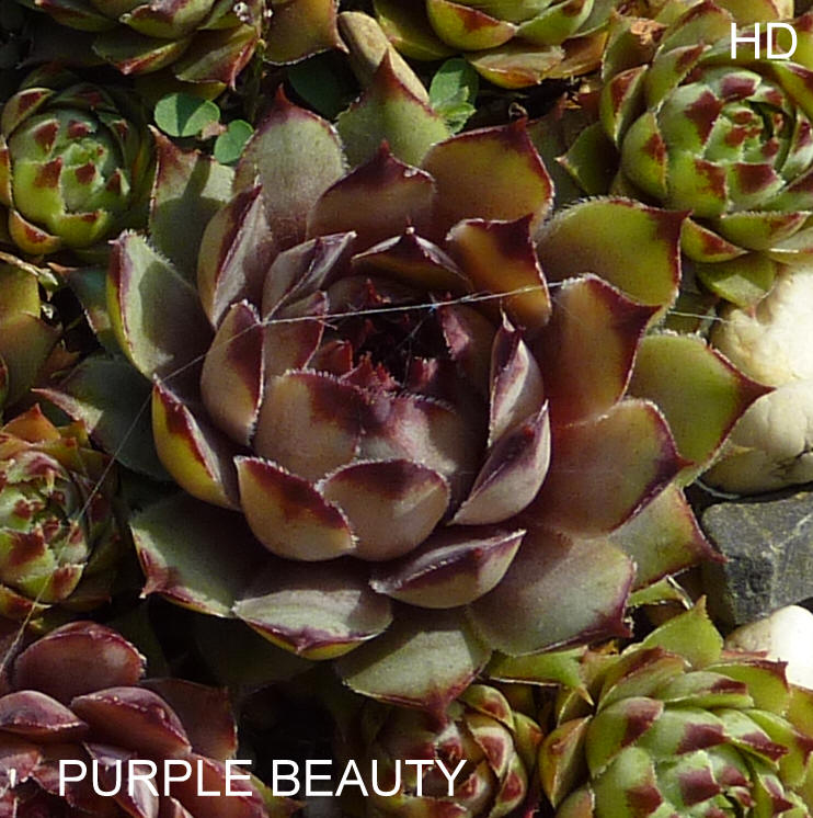 Purple Beauty