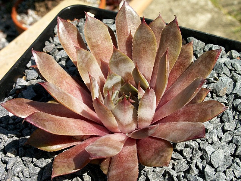 Purple Beauty