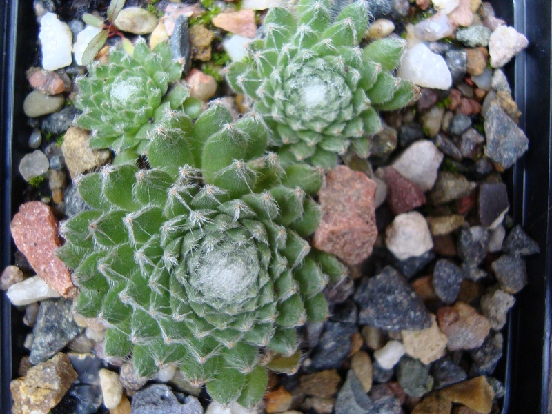 Zilver Perle