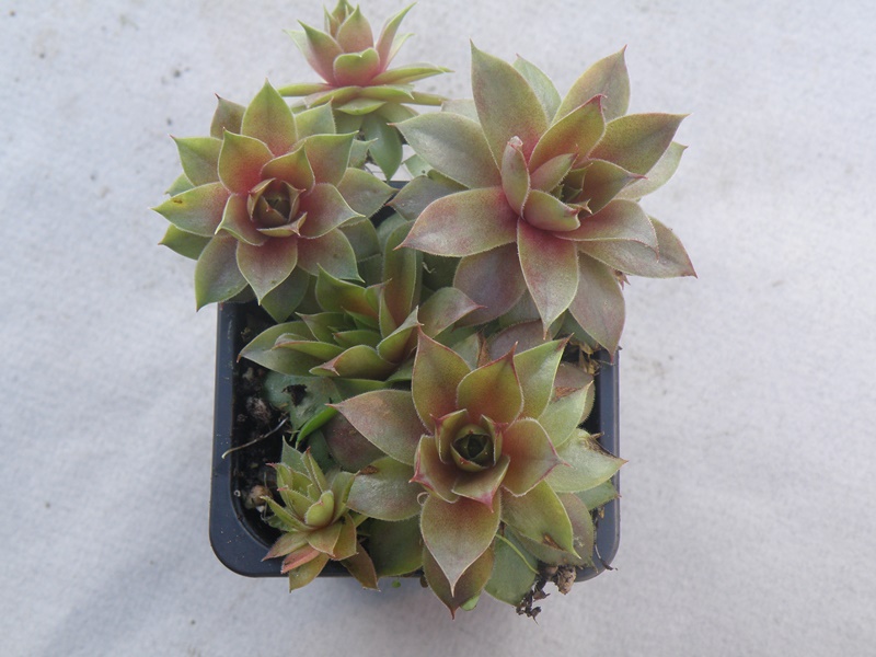 Purple Beauty