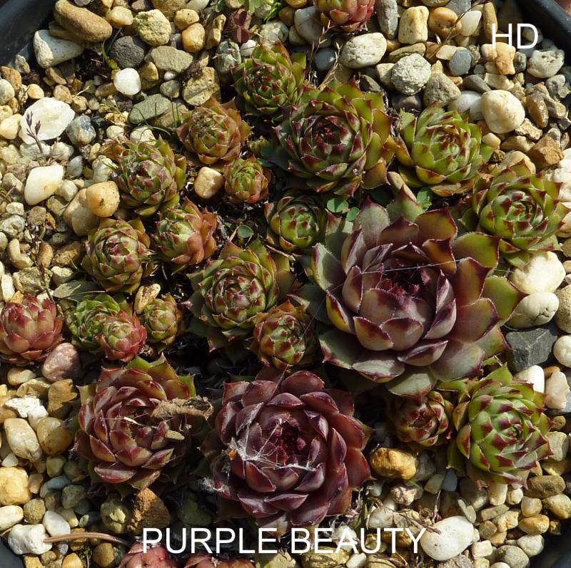 Purple Beauty