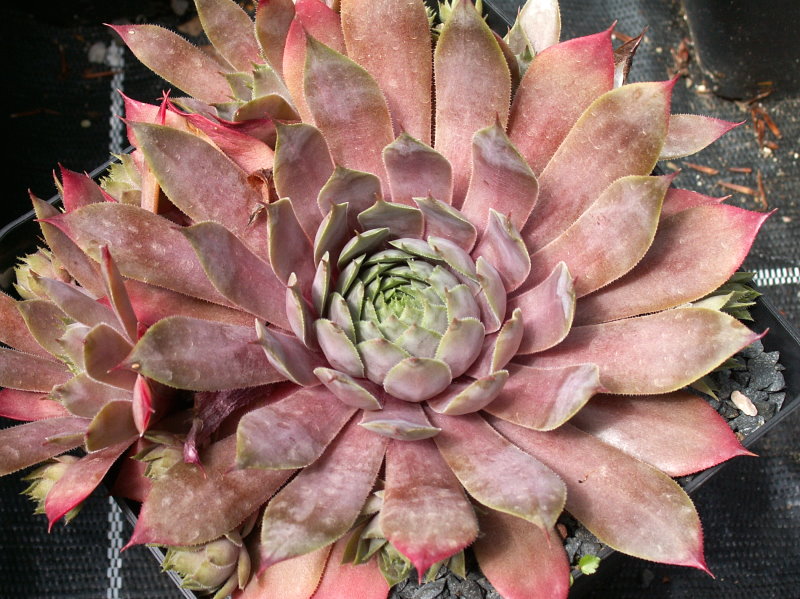 Purple Beauty