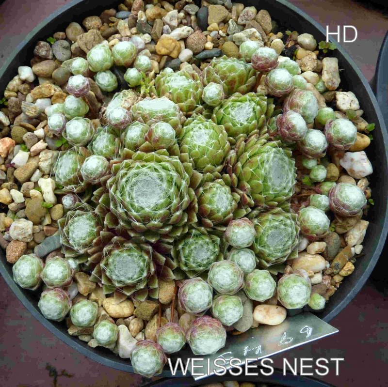 Weisses Nest