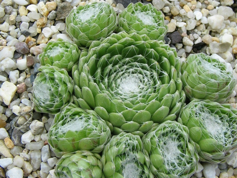 Weisses Nest