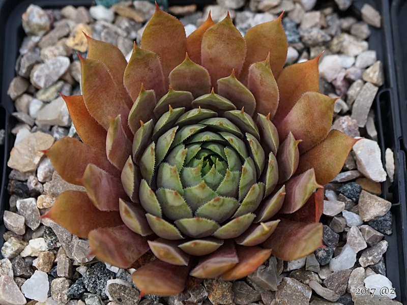 Purple Beauty
