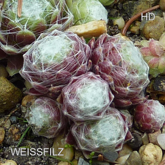 Weissfilz