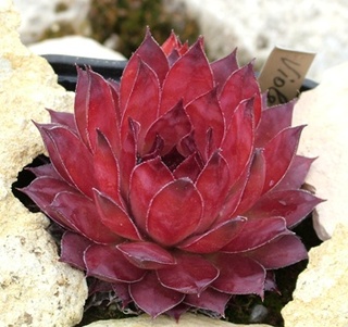 Violetta