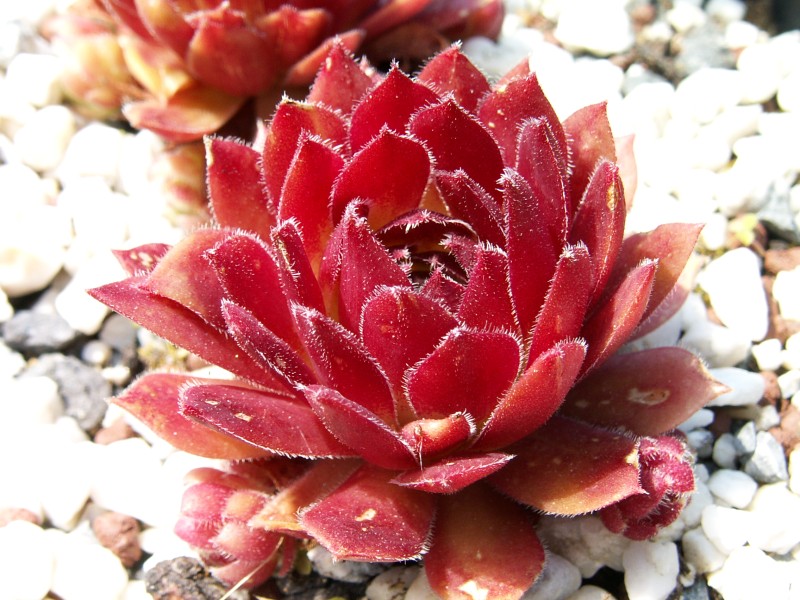 Rocknoll Rosette