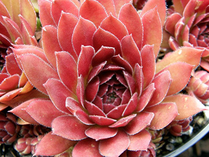 Rocknoll Rosette
