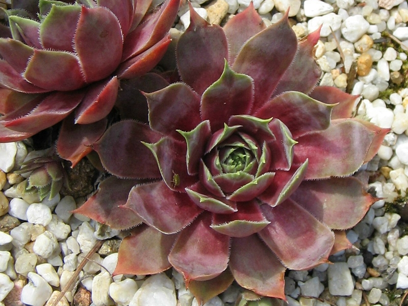 Violetta