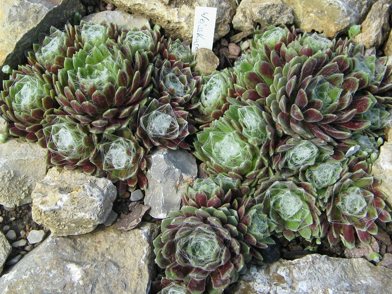Weisskugel