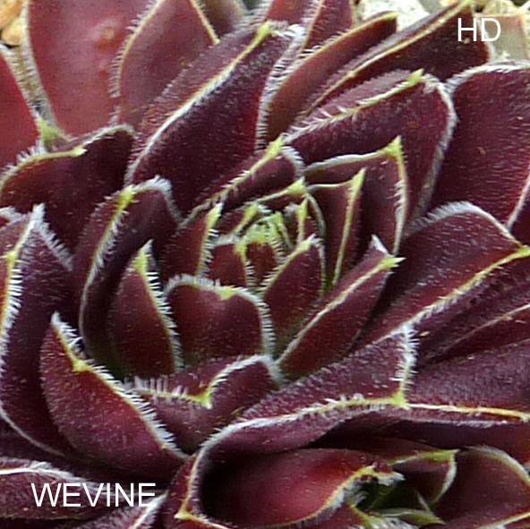 Wevine / Jovi