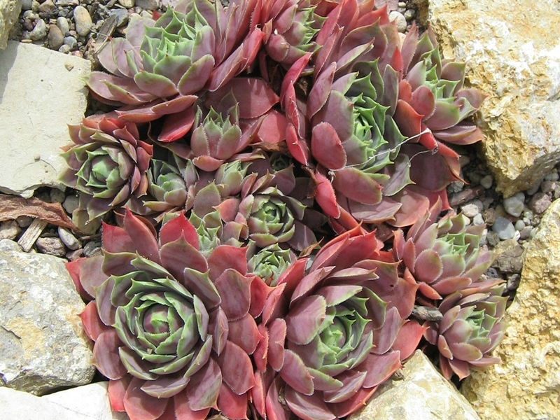 Violetta