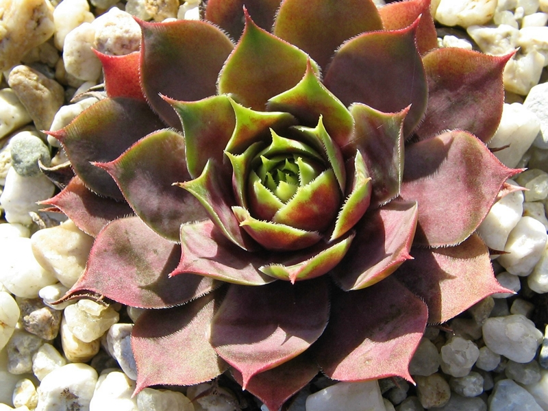 Violetta
