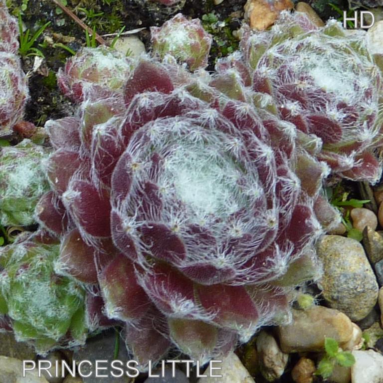 Princess Little