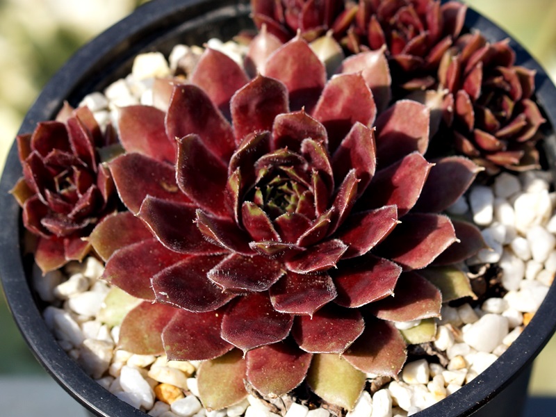 Winter Blush