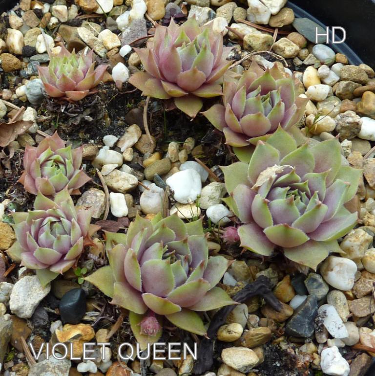 Violet Queen