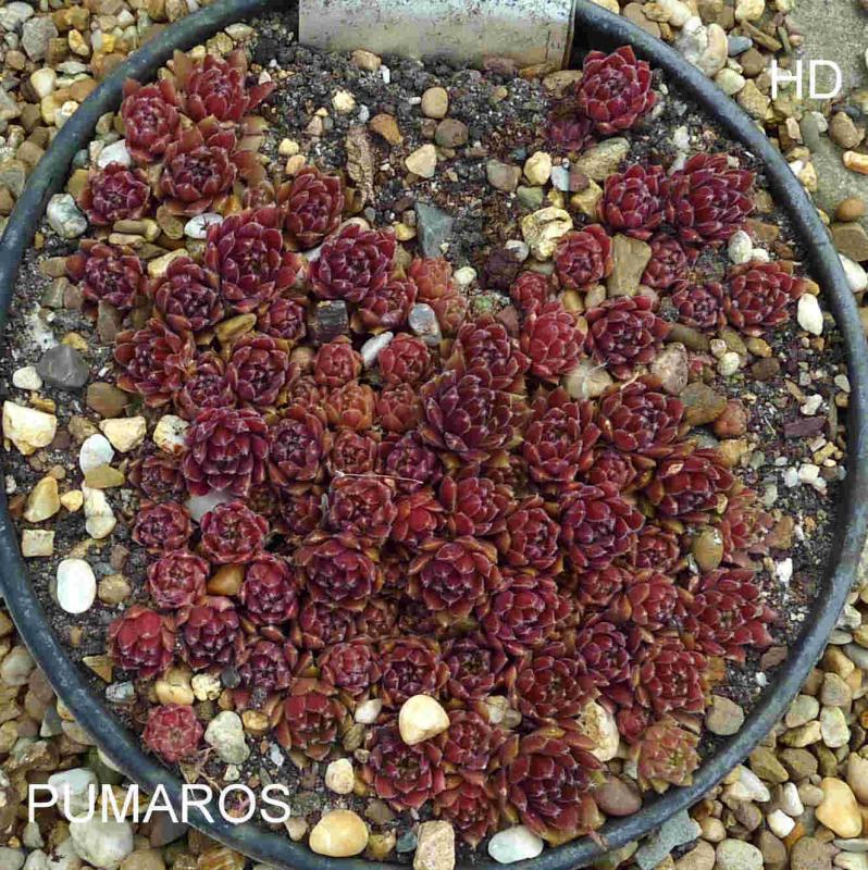 Pumaros