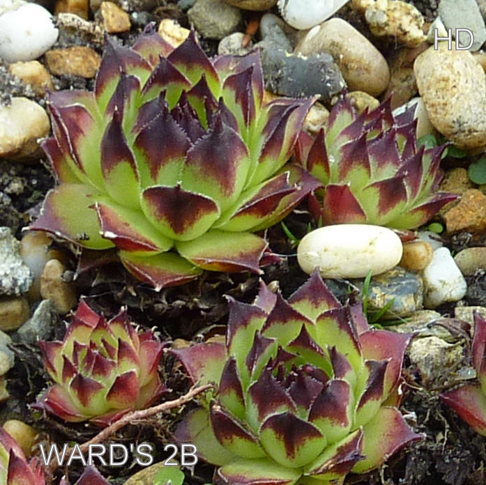 Ward's No. 2 B