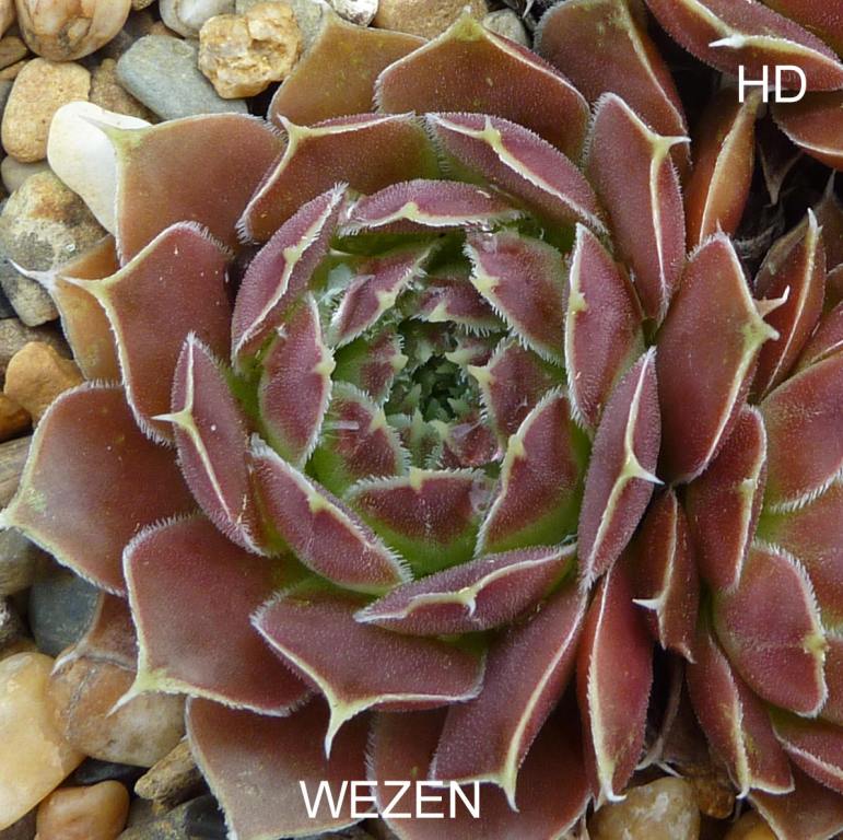 Wezen / Jovi