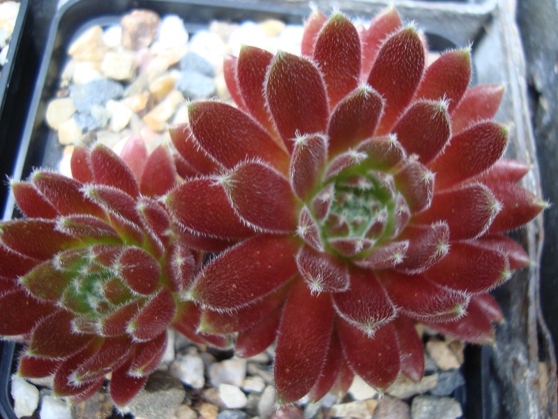 Pumaros