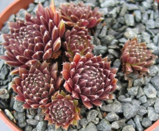 Pumaros