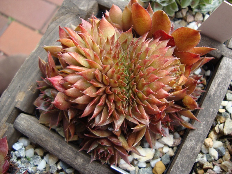 Rex Crested
