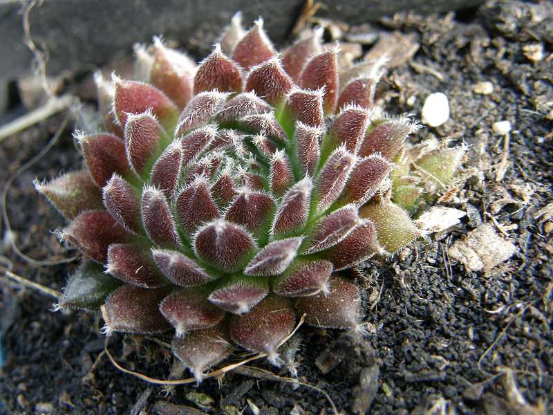 Pumaros