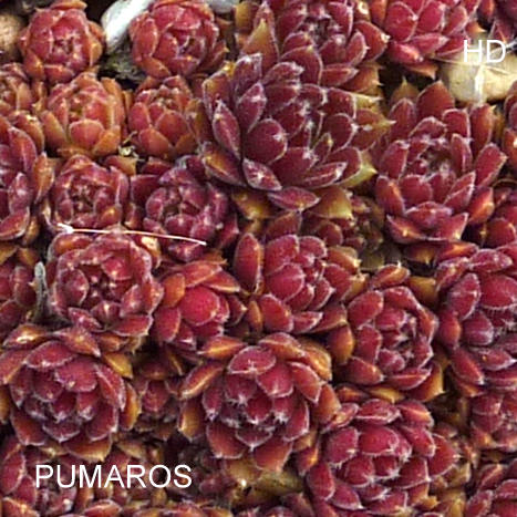 Pumaros