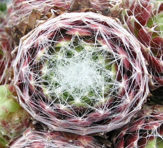 Zilver Suzanna