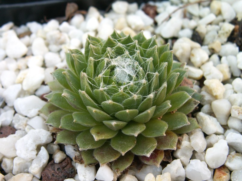 Zilver Suzanna