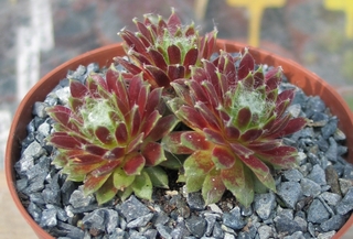 Zilver Suzanna