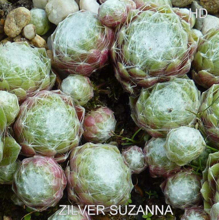 Zilver Suzanna